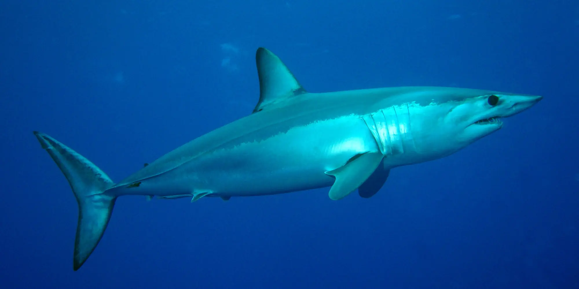 Shortfin mako Isurus oxyrinchus from the side in blue water