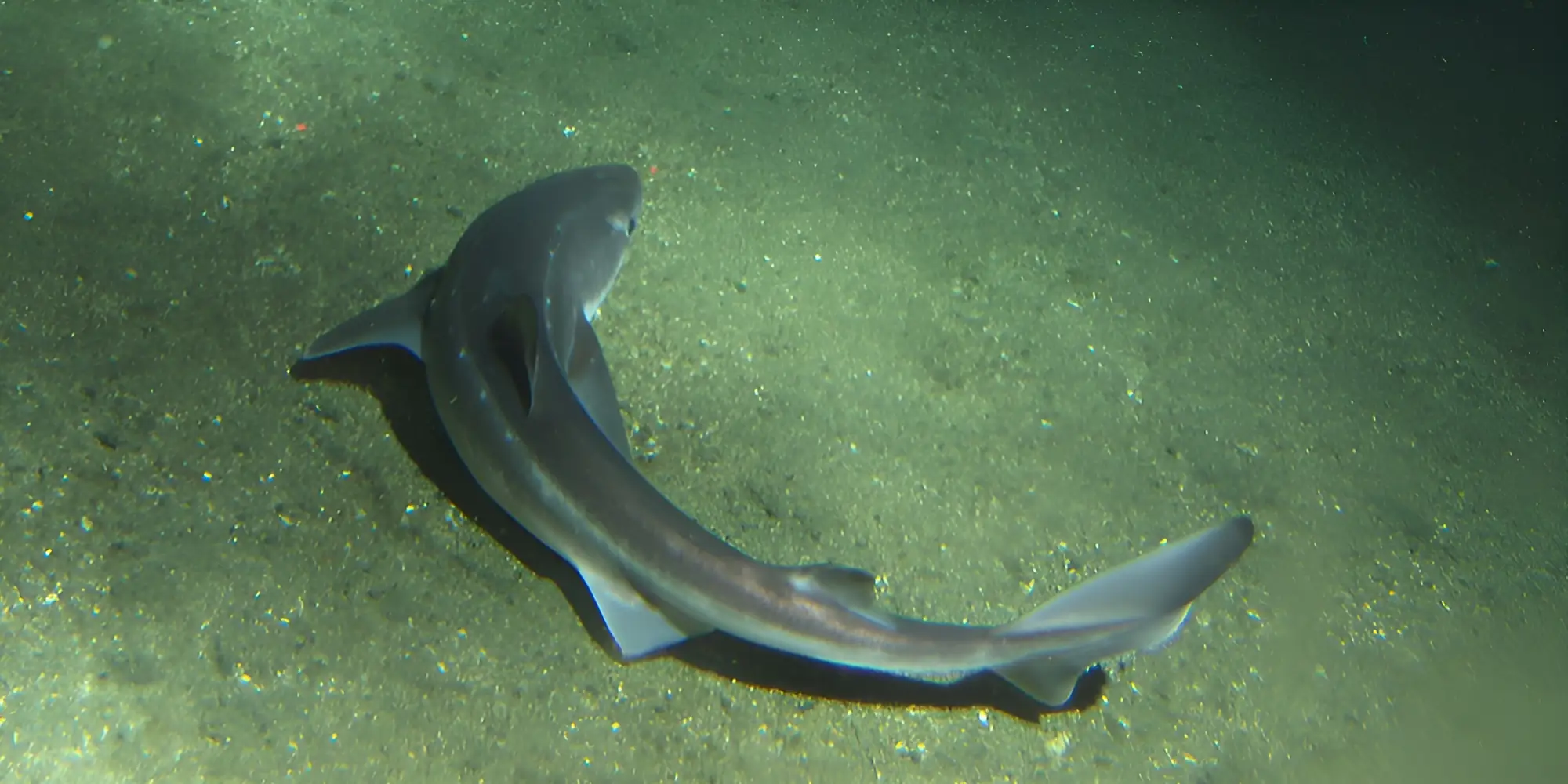Kurznasen Dornhai Squalus megalops liegt auf Sand