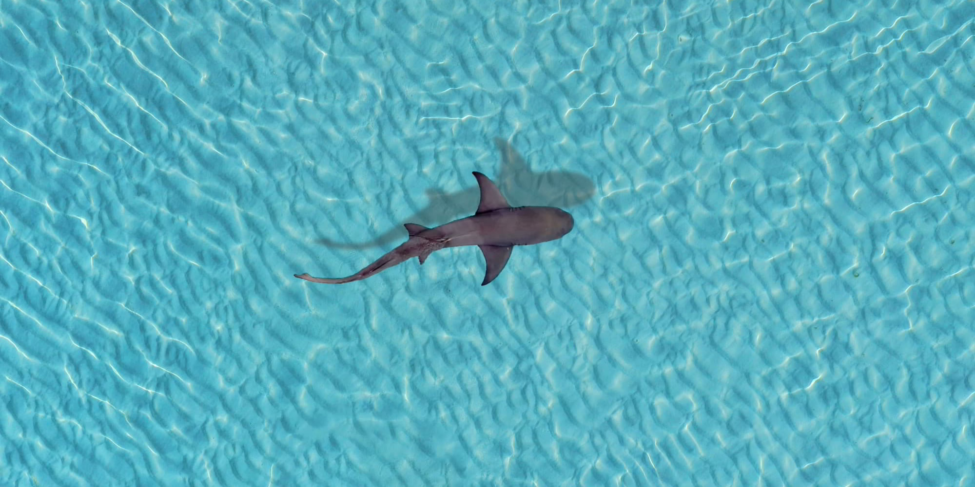 Maldives shark