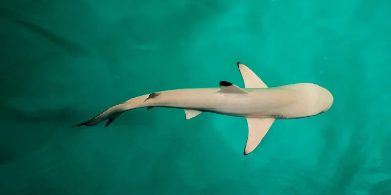 Maldives lift shark fishing ban after decades