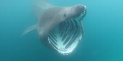 Open mouth of the basking shark Cetorhinus maximus