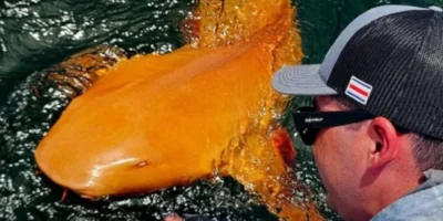 Orange nurse shark with white eyes Costa Rica