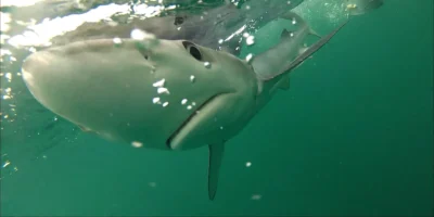 <em>Prionace glauca</em> Blue Shark Beneath The Water Surface