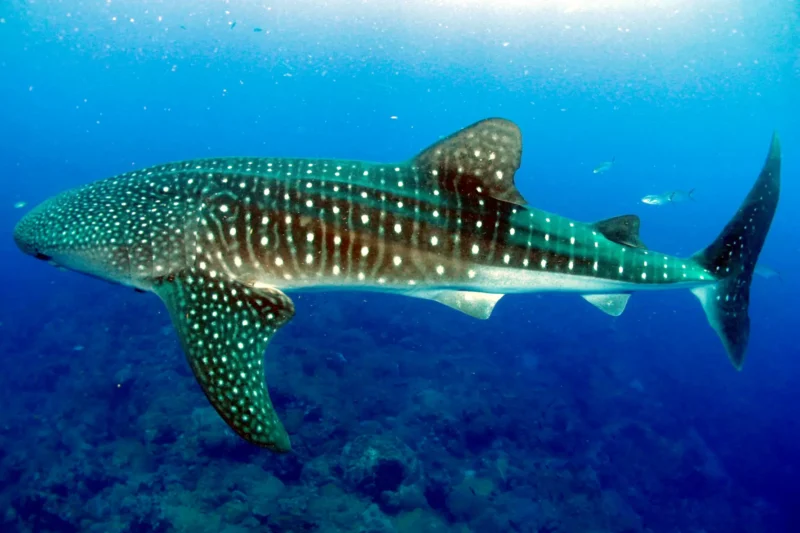 Rhincodon Typus Whale Shark at the Flower Garden Banks, USA, Gulf of Mexico