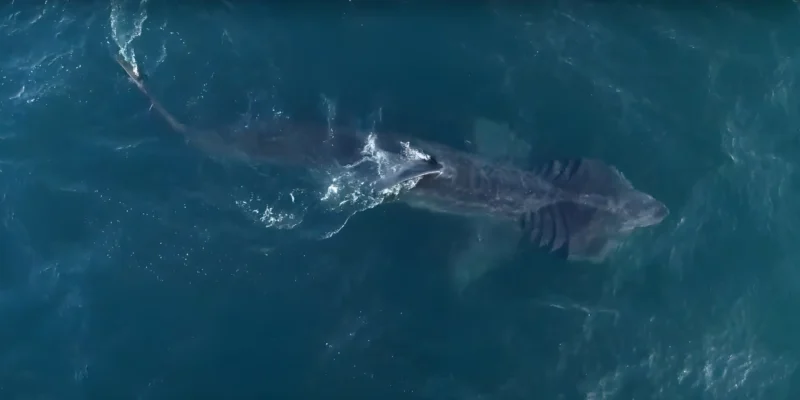 Basking shark Cetorhinus maximus from above in the sea off the Channel Islands