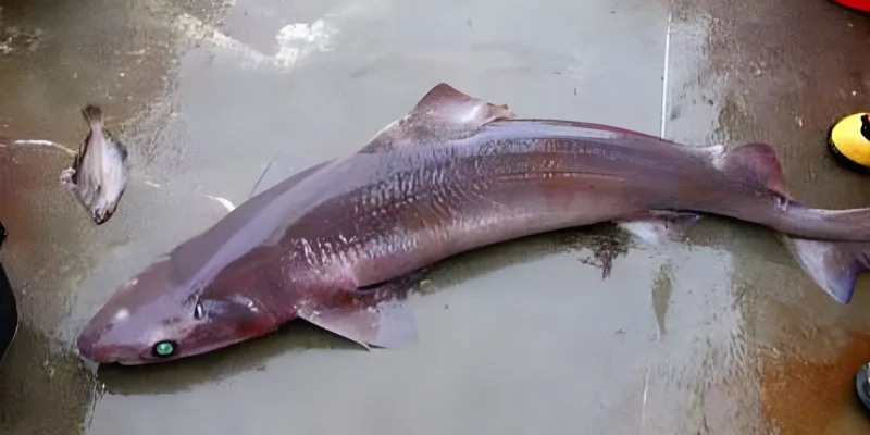 Gulper shark Centrophorus niaukang dead on concrete floor