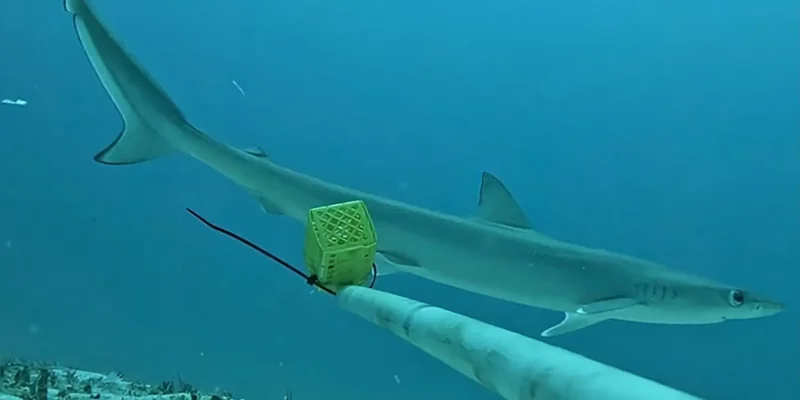Sliteye shark Loxodon macrorhinus