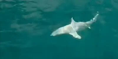 Albino blacktip reef shark on a hook off the coast of Florida