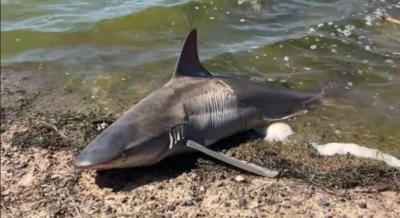 Dusky shark dead in lagoon Sardinia Italy Mediterranean