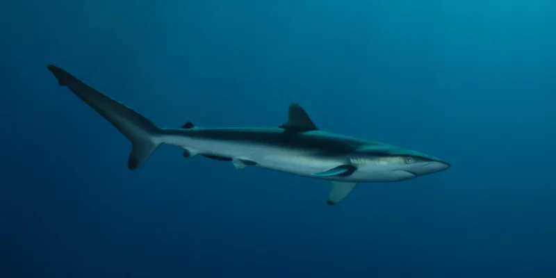 Silky shark (Carcharhinus falciformis) in the blue water