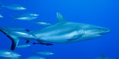 Silvertip shark Carcharhinus albimarginatus in blue water with fish