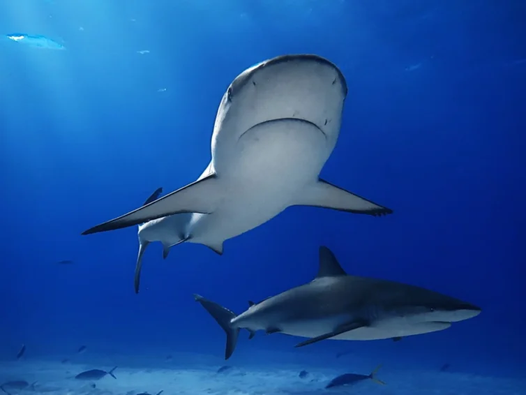 Diving with sharks shark species dive centers and news