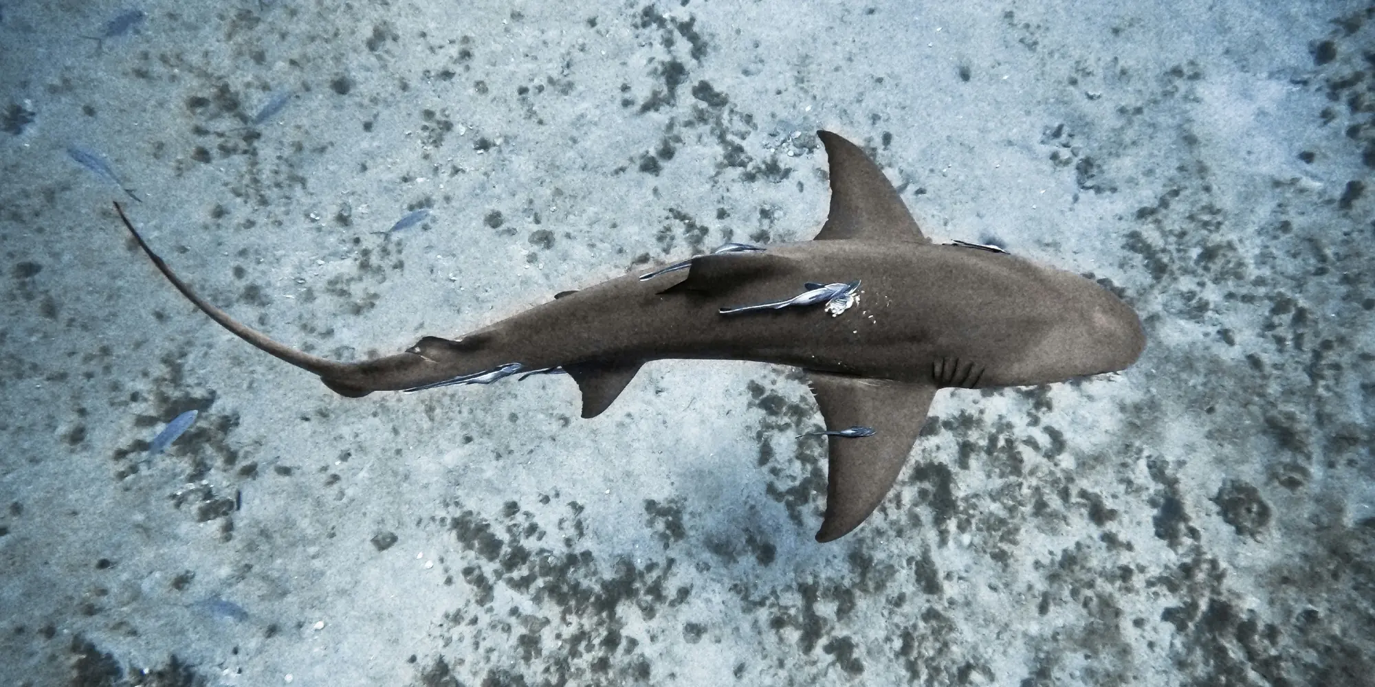 Diving with sharks in the USA America