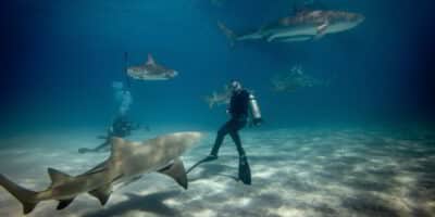 Diver in the water with several sharks
