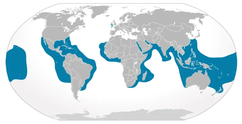 Tiger shark (Galeocerdo cuvier) map distribution and habitat