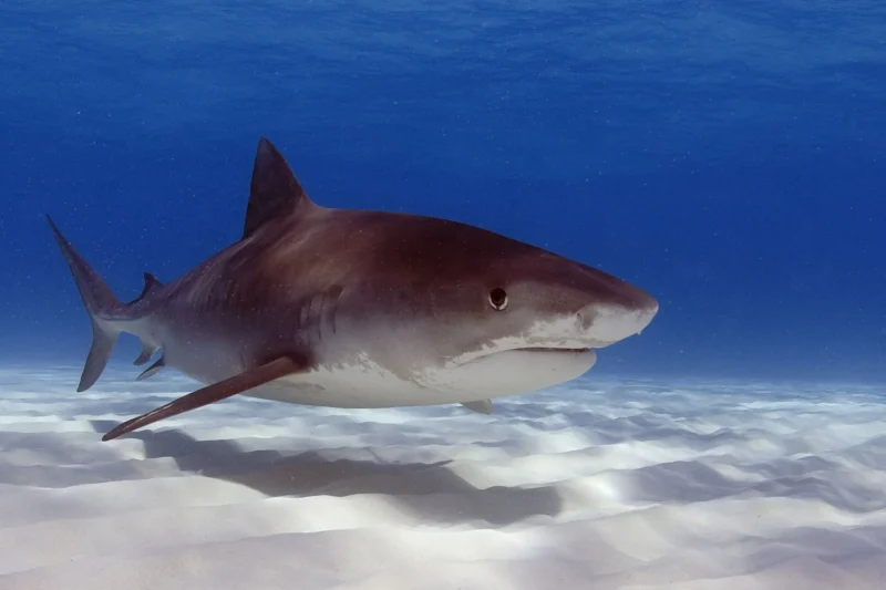 Tiger shark Galeocerdo cuvier in shallow water over white sand