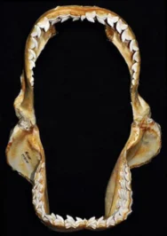 Tiger shark (Galeocerdo cuvier) open jaws