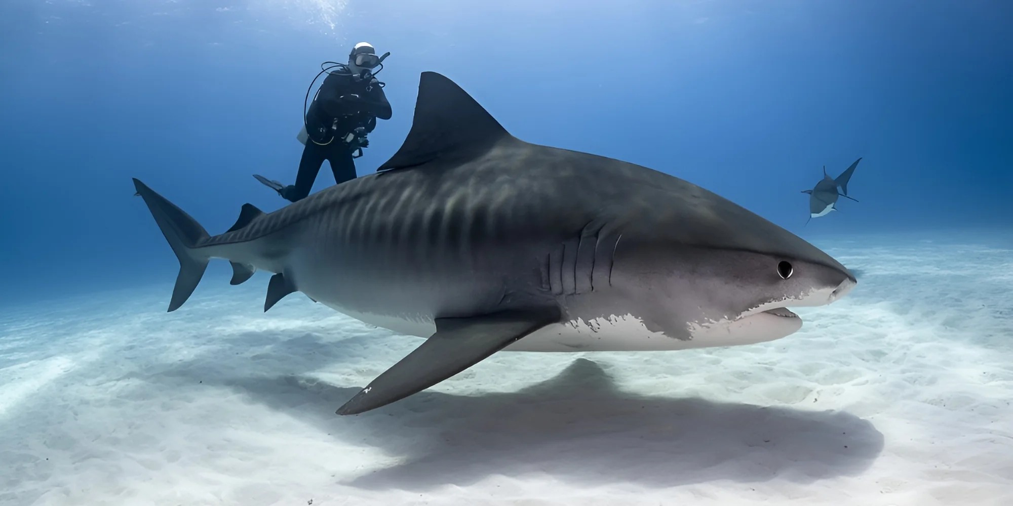 Tiger shark Galeocerdo cuvier