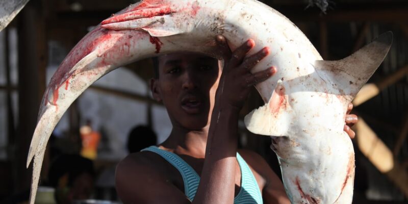 Dead shark for sale at market in Brazil