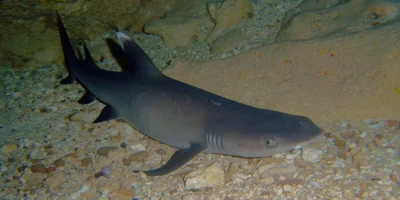 Triaenodon obesus whitetip reef shark on gravel under an overhang