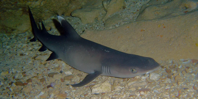 Triaenodon obesus whitetip reef shark on gravel under an overhang