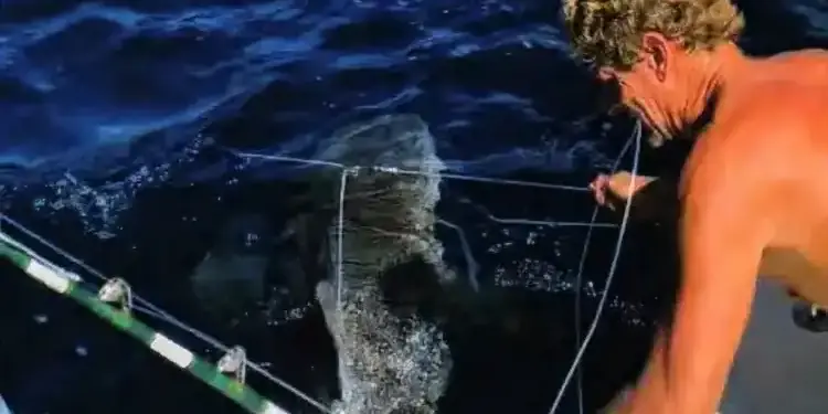 Trump pardons two divers in Florida who freed 19 sharks from longlines after theft conviction