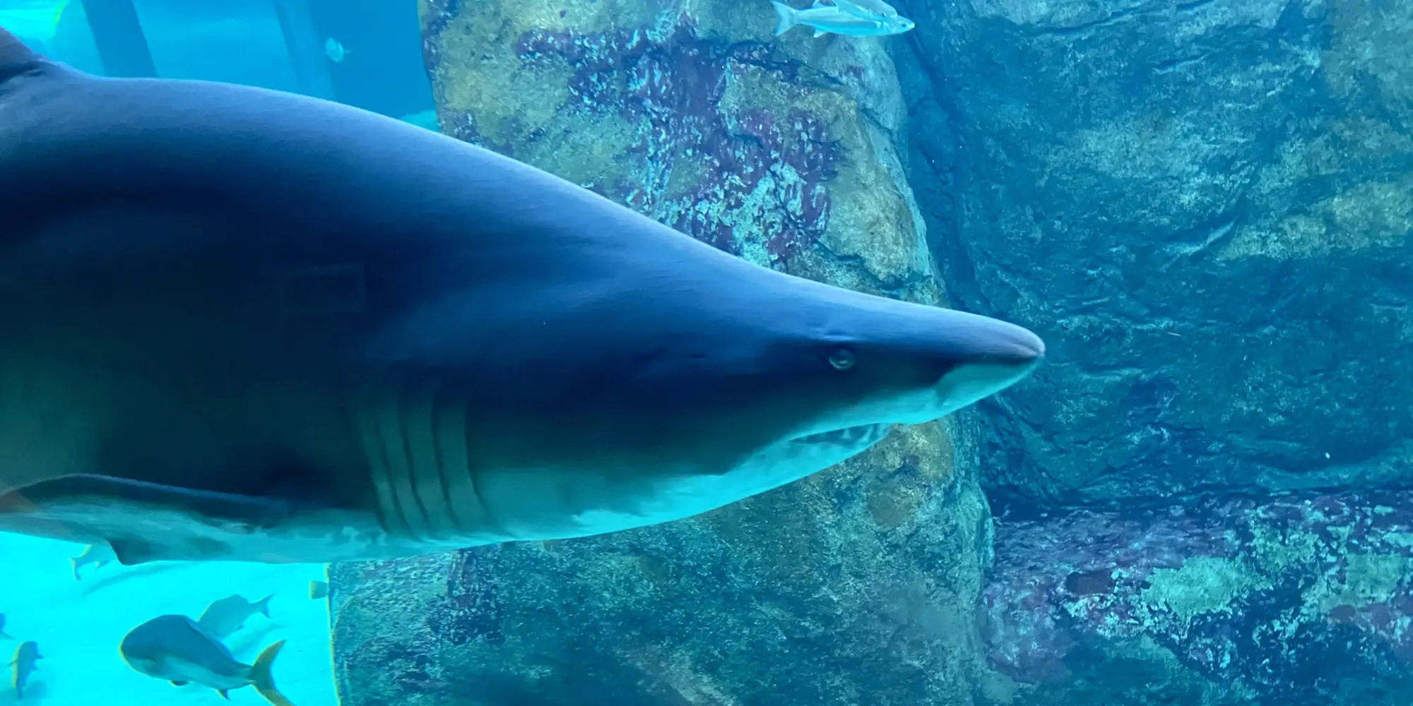 Two Oceans Aquarium Sandtiger Shark