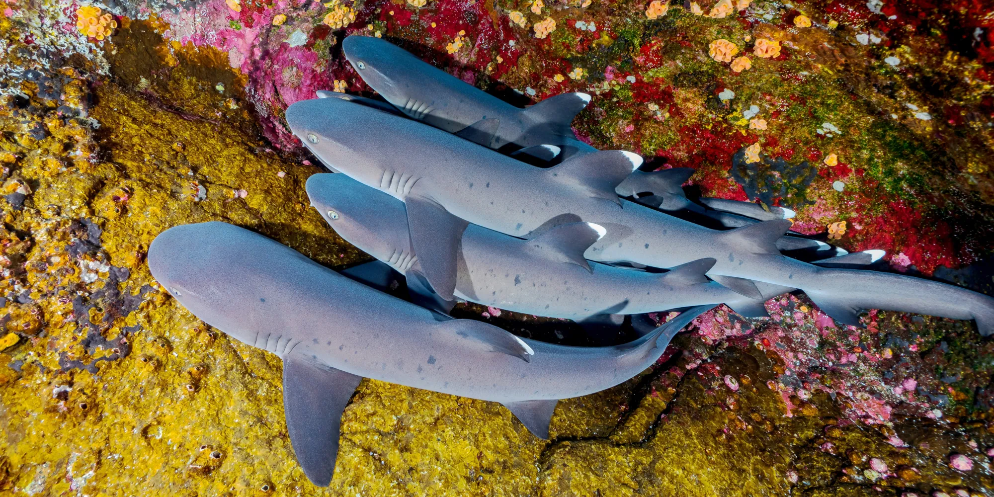 Four whitetip reef sharks lying on a reef in Mexico