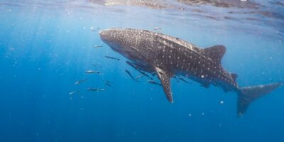 Whale shark (Rhincodon typus)