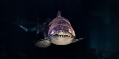 Great white shark head-on with sharp teeth
