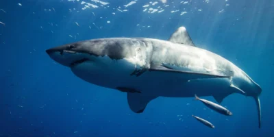 great white shark Carcharodon carcharias in the blue water