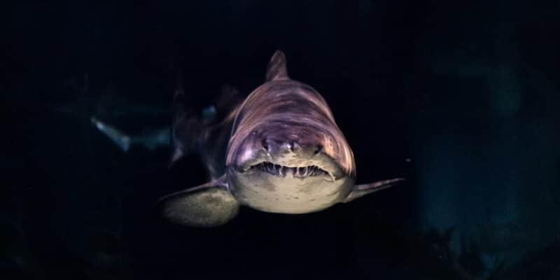 Great white shark from the front with sharp teeth