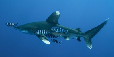 White-tip oceanic shark Carcharhinus longimanus