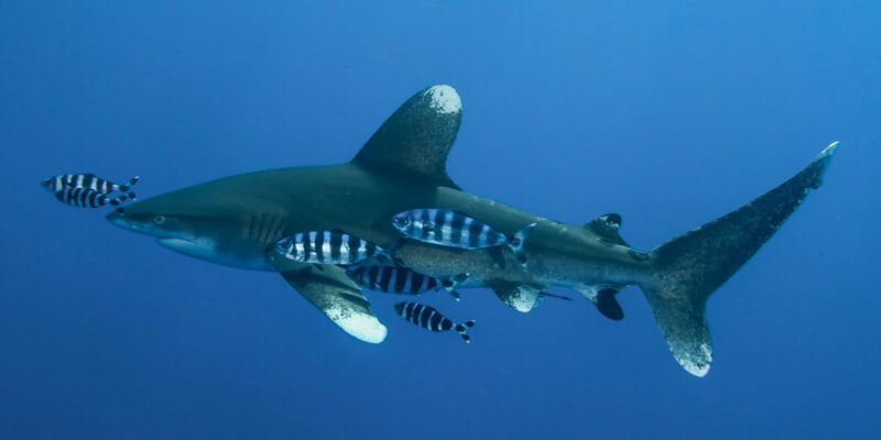 White-tip oceanic shark Carcharhinus longimanus