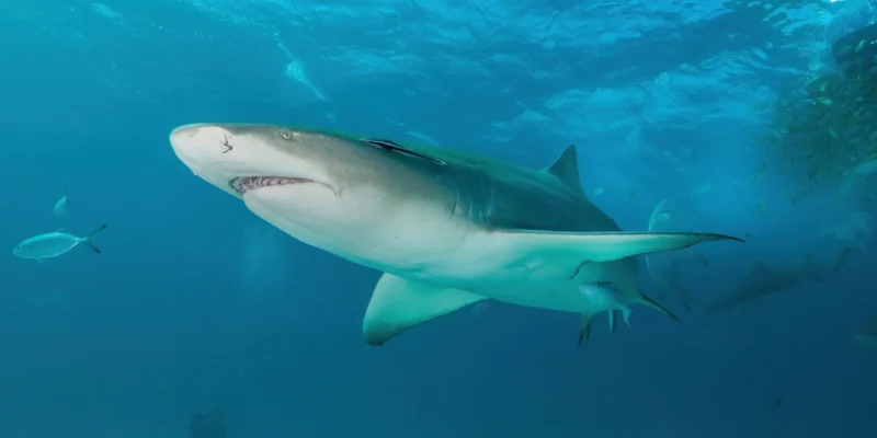 Lemon shark Negaprion brevirostris