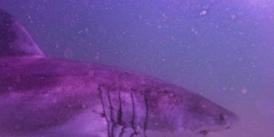 Head and gill slits of great white shark AAron in the water off Cape Cod