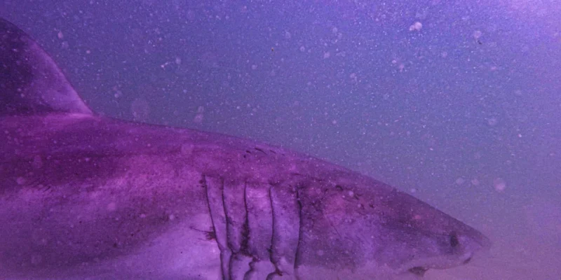 Head and gill slits of great white shark AAron in the water off Cape Cod