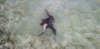 Nurse sharks mating in shallow water off Anegada