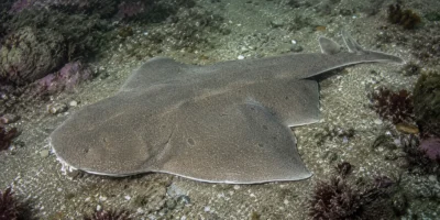 Angular angelshark Squatina guggenheim on a sandy reef