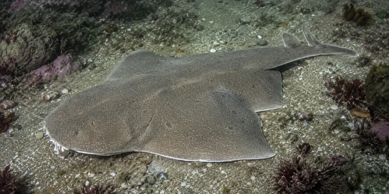 Angular angelshark Squatina guggenheim on a sandy reef