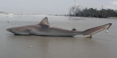 Atlantic sharpnose shark is located on Hunting Island Beach in South Carolina