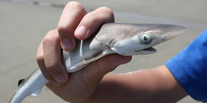 Young shark held in a hand on a beach