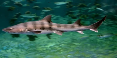 Banded houndshark Triakis scyllium