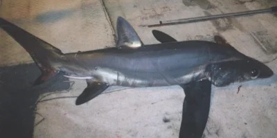 Bigeye thresher (Alopias superciliosus) shown in full side view