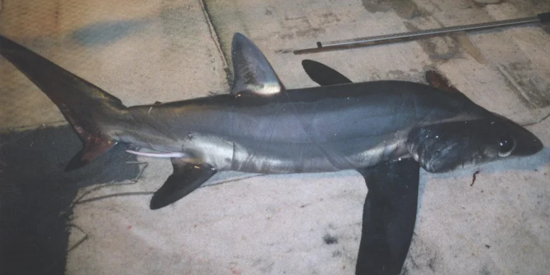 Bigeye thresher (Alopias superciliosus) shown in full side view