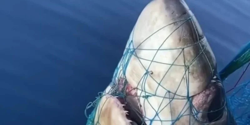 Head of a bigeye thresher (Alopias superciliosus) in a fishing net