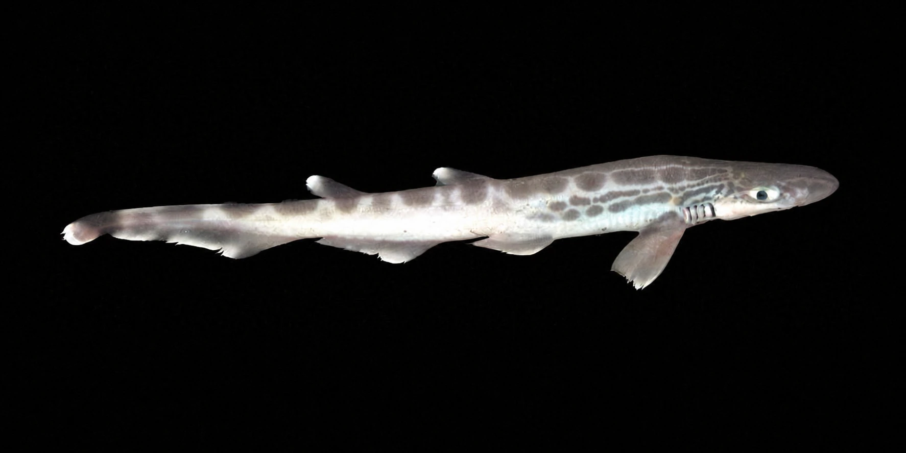 Blackmouth catshark (Galeus melastomus) against a black background