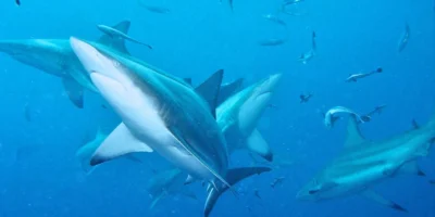 Several blacktip sharks swimming in blue water
