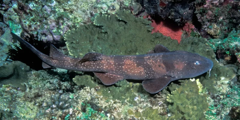 Blind shark Brachaelurus waddi viewed obliquely from above on a rocky coral reef