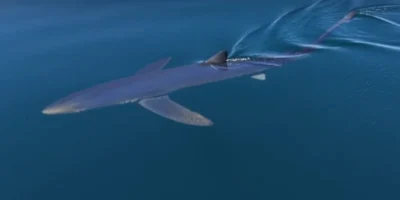 Blue shark swimming near the sea surface off Almuñécar